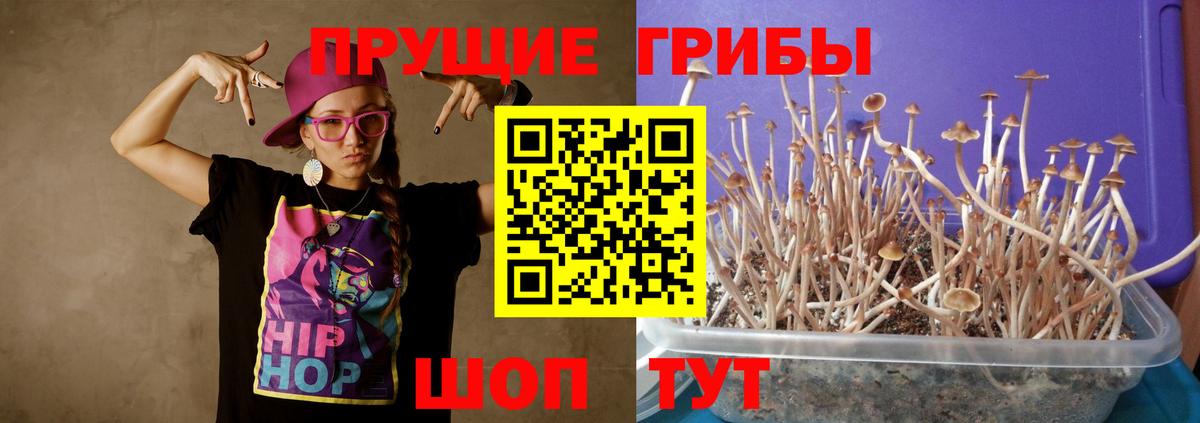 Назрань  Псилоцибиновые грибы GOLDEN TEACHER  Вход с VPN 